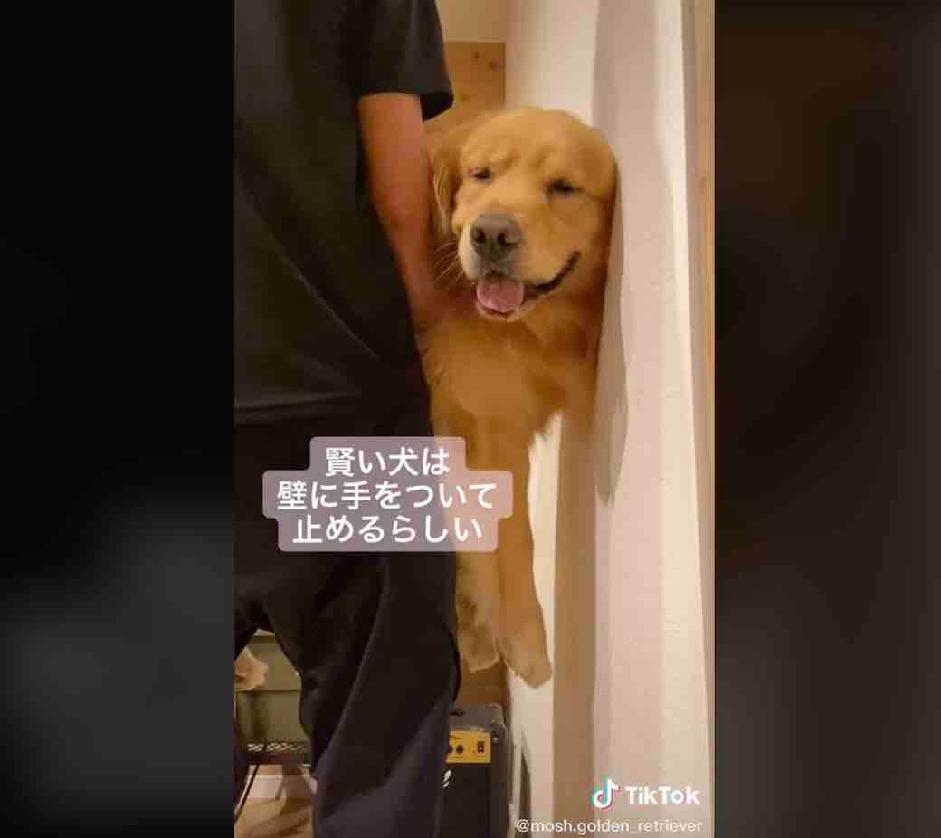 ゴールデンレトリーバー,動画