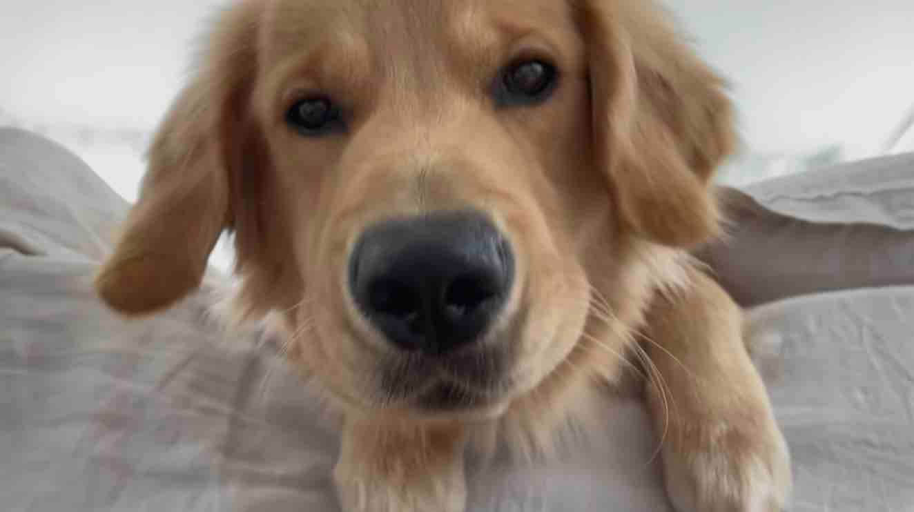 ゴールデンレトリーバー,動画