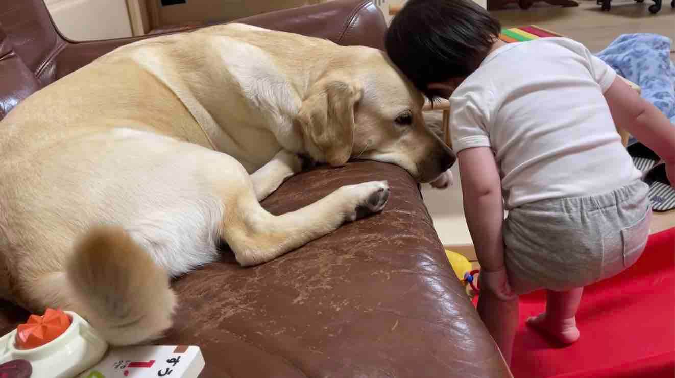 ラブラドールレトリーバー,動画