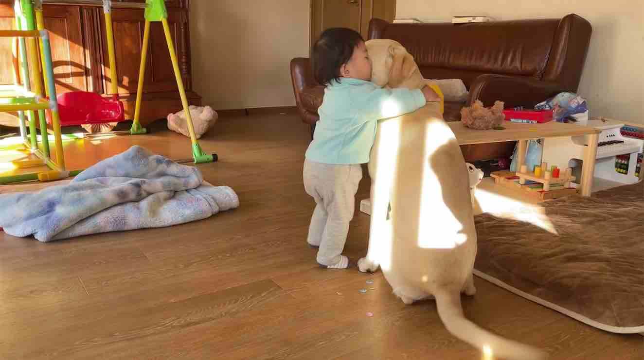 ラブラドールレトリーバー,動画