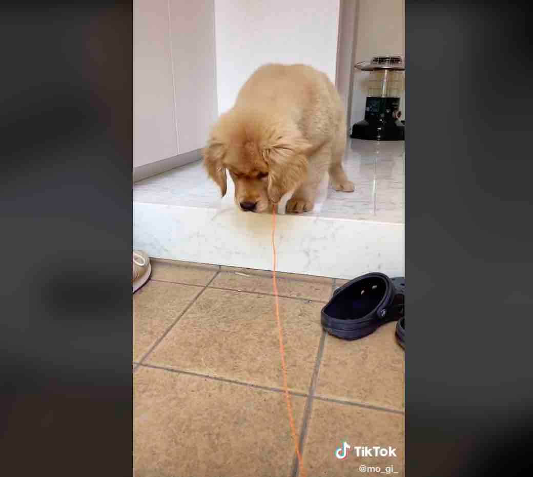 ゴールデンレトリーバー,動画