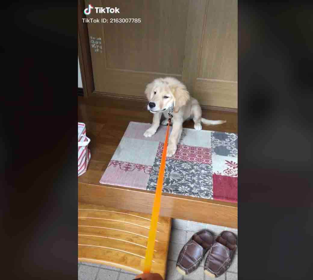 ゴールデンレトリーバー,動画