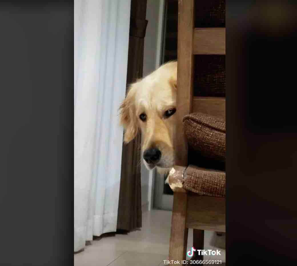 ゴールデンレトリーバー,動画