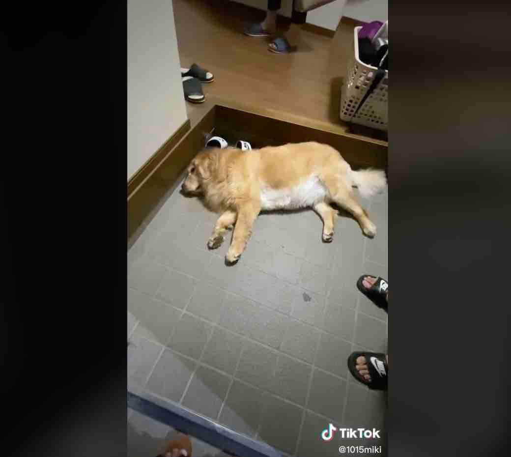 ゴールデンレトリーバー,動画