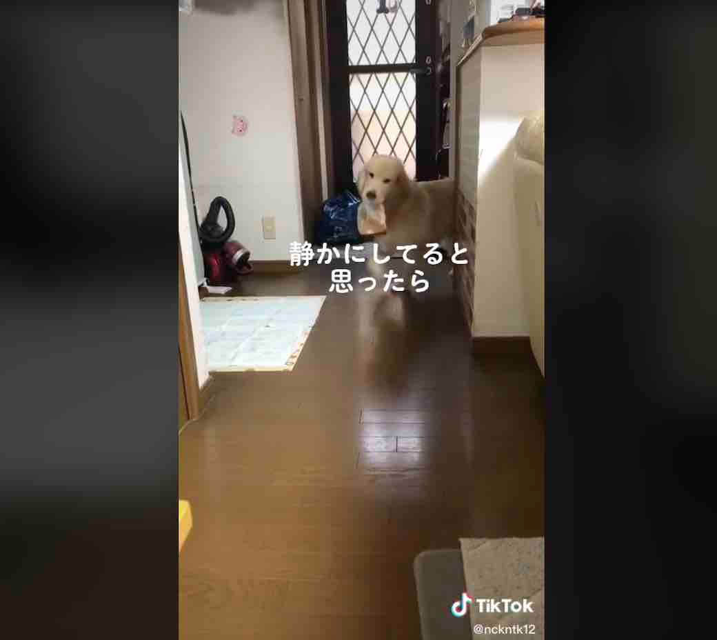 ゴールデンレトリーバー,動画