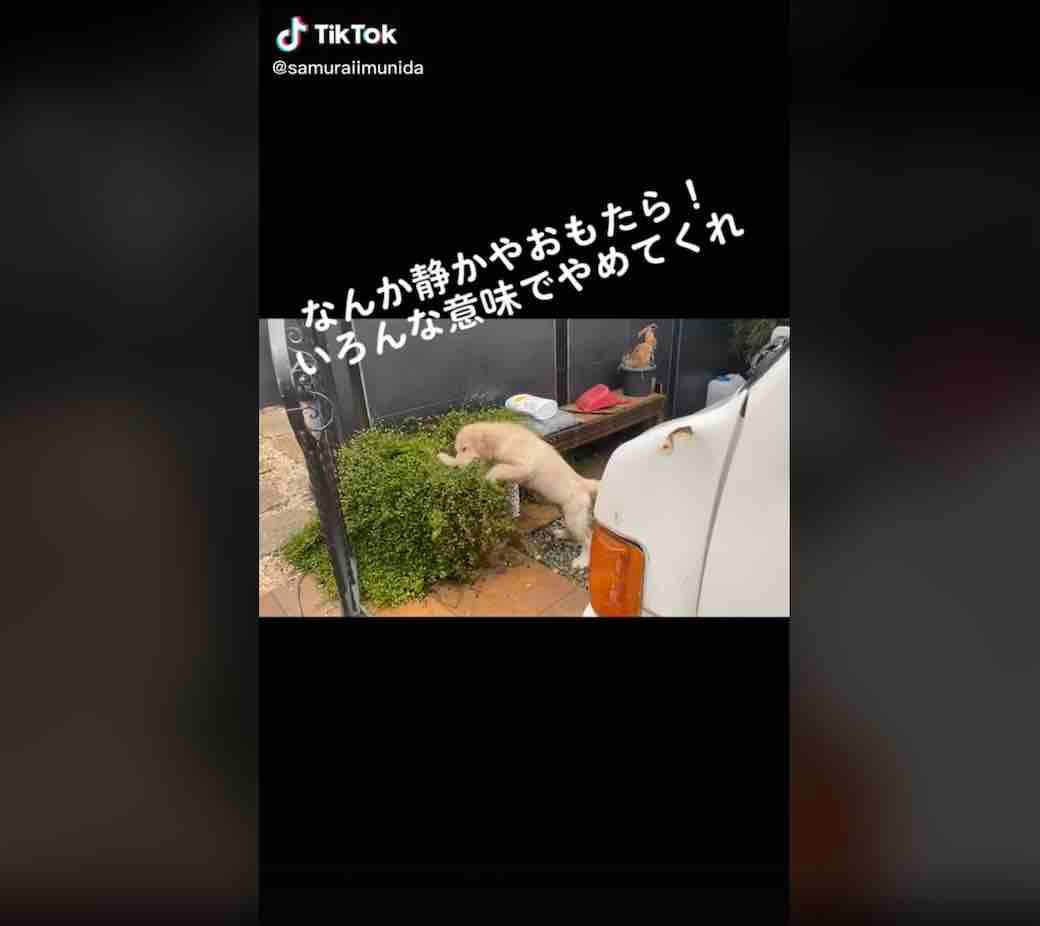 ゴールデンレトリーバー,動画