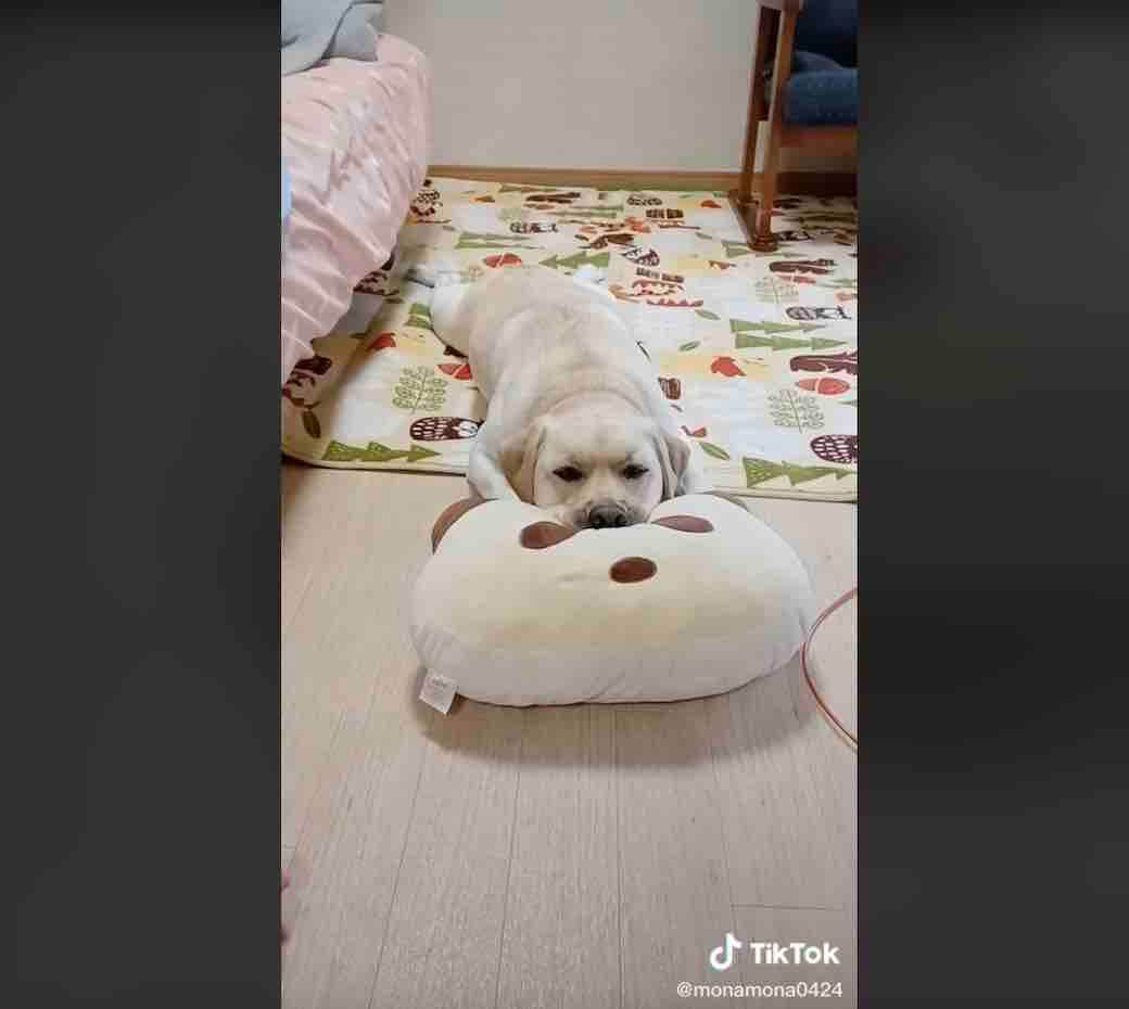 ラブラドールレトリーバー,動画