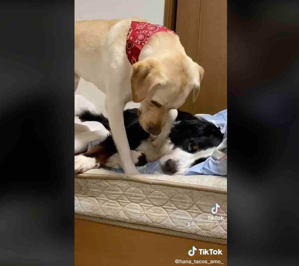 ラブラドールレトリーバー,動画