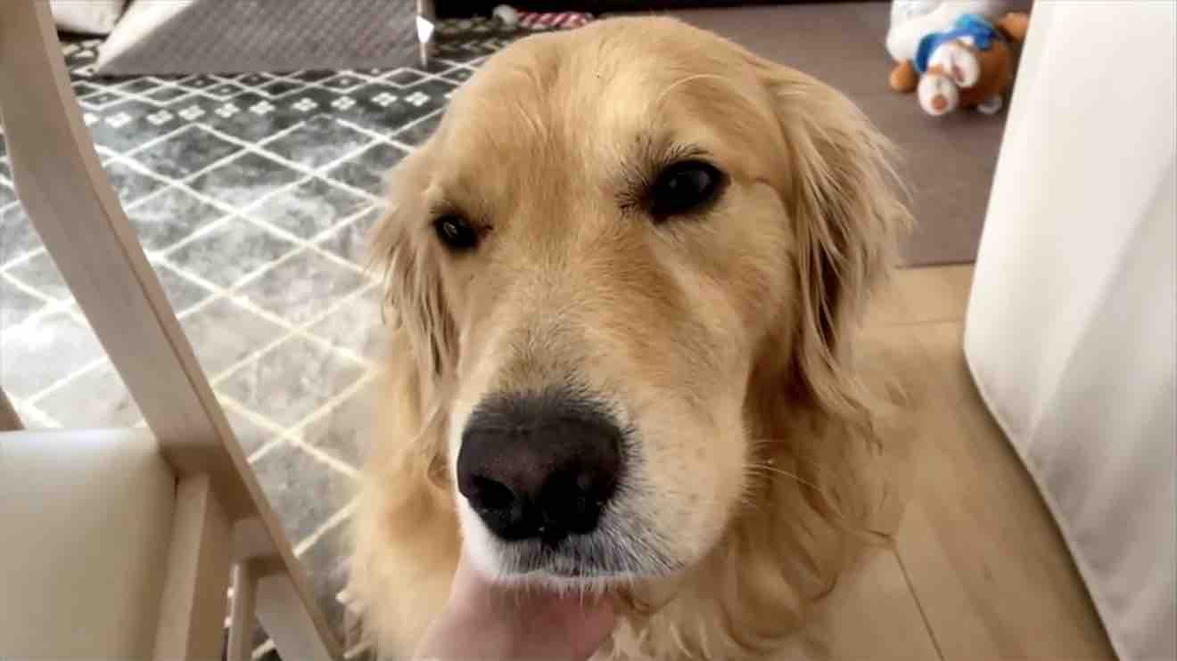 ゴールデンレトリーバー,動画