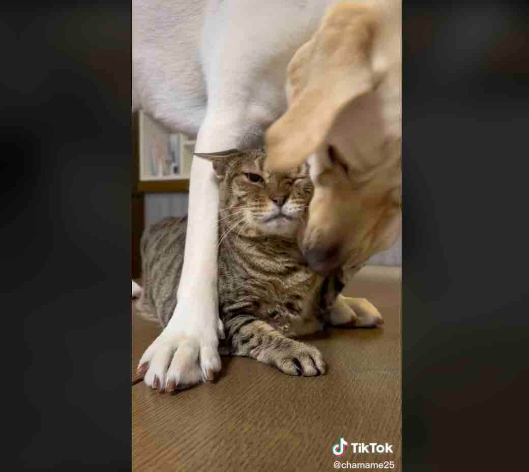 ラブラドールレトリーバー,動画