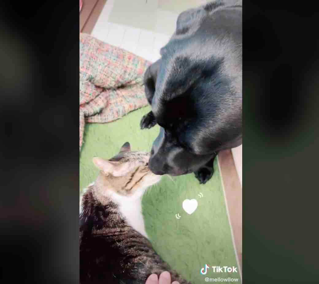 ラブラドールレトリーバー,動画