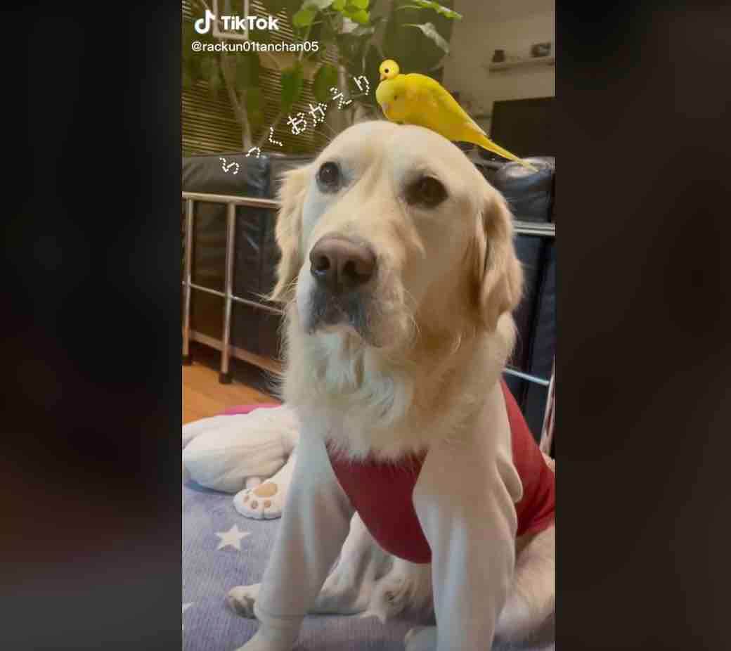 ゴールデンレトリーバー,動画