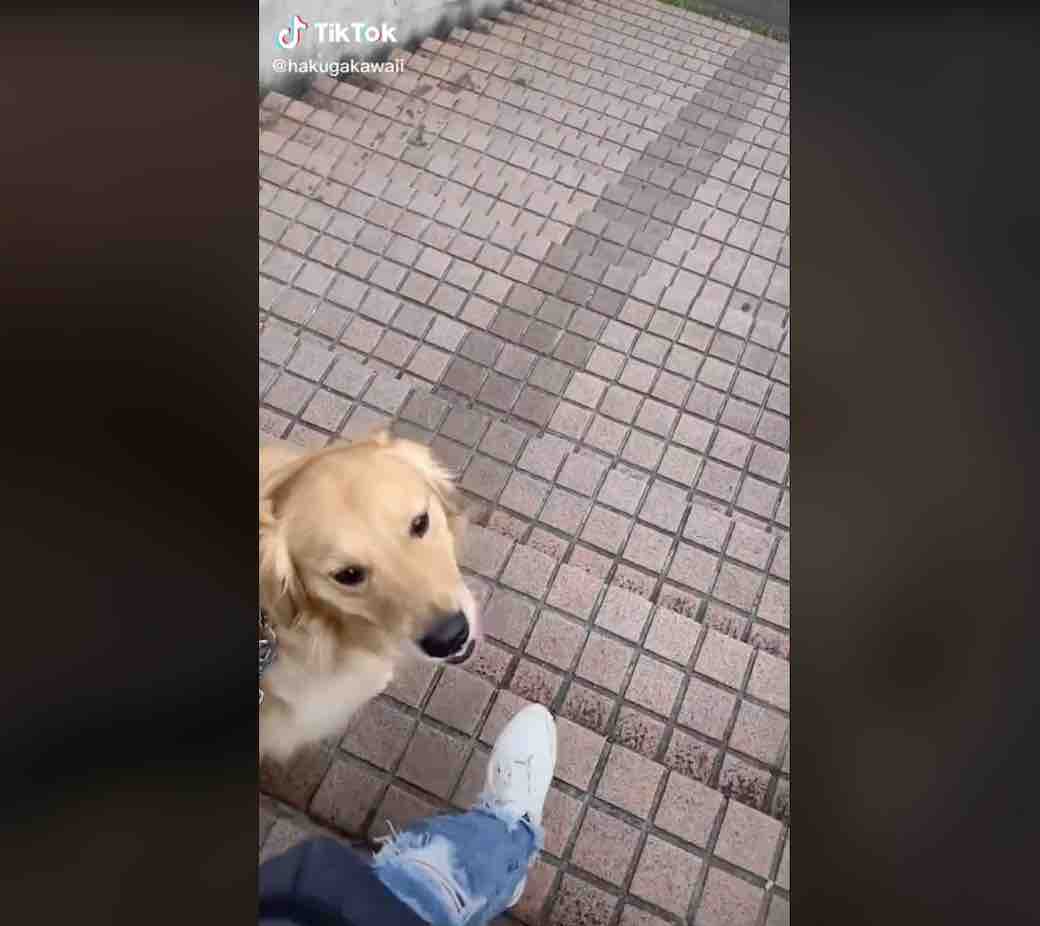 ゴールデンレトリーバー,動画