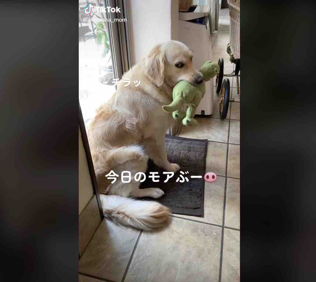 ゴールデンレトリーバー,動画