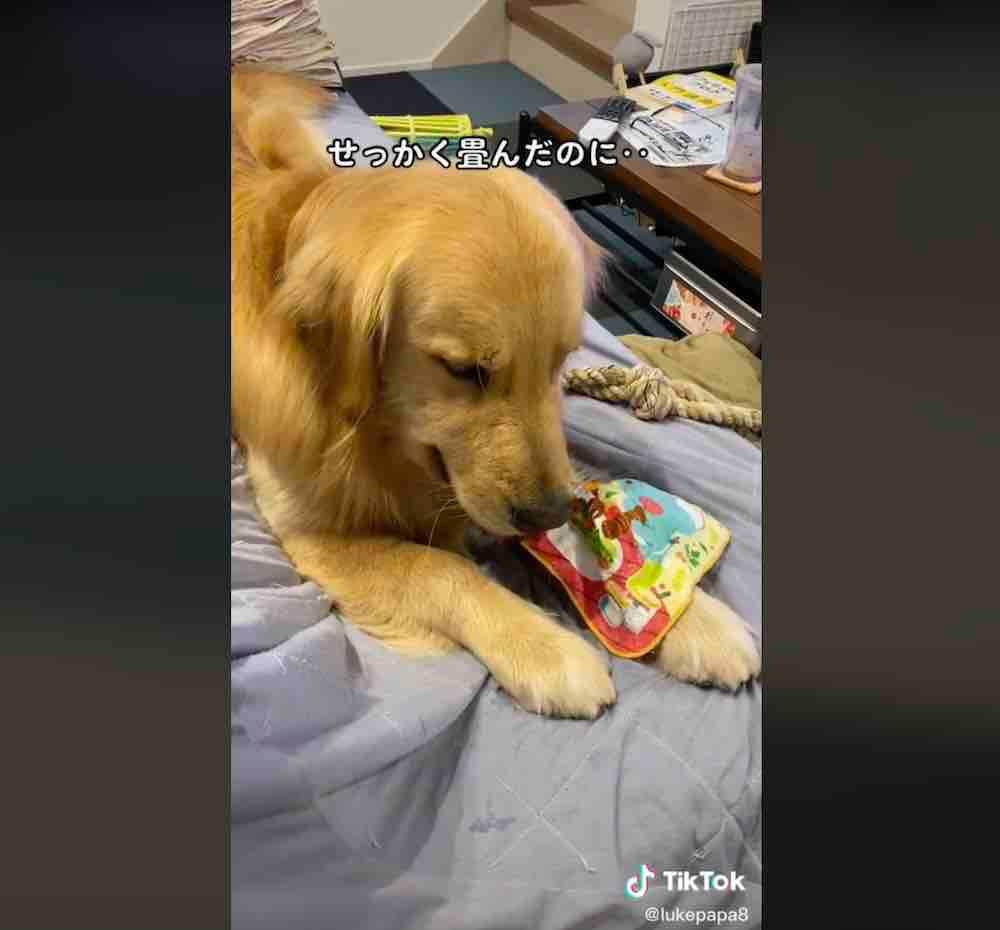 ゴールデンレトリーバー,動画