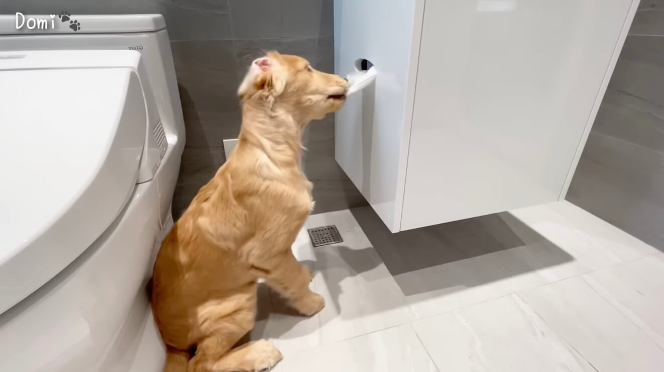 ゴールデンレトリーバー,動画