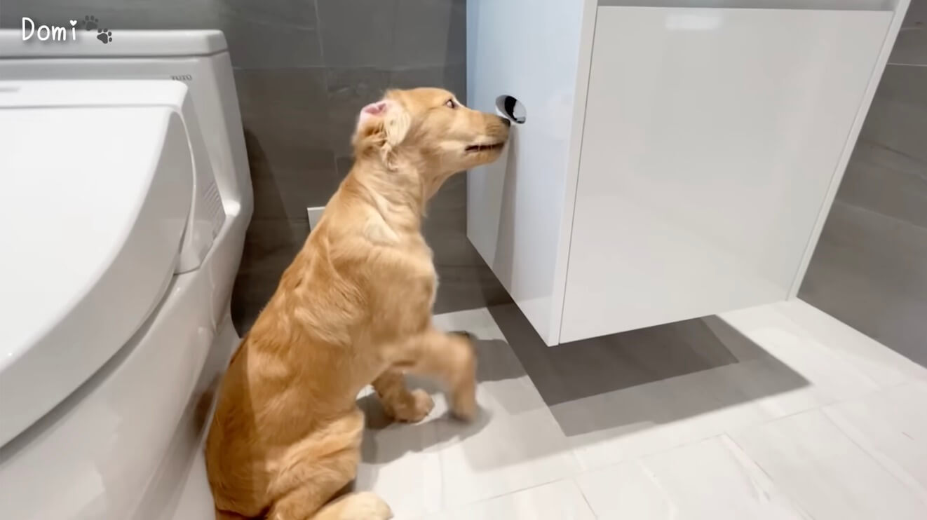 ゴールデンレトリーバー,動画