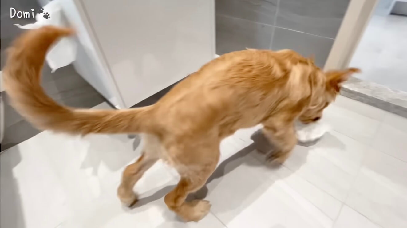 ゴールデンレトリーバー,動画