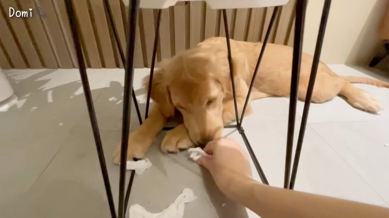 ゴールデンレトリーバー,動画