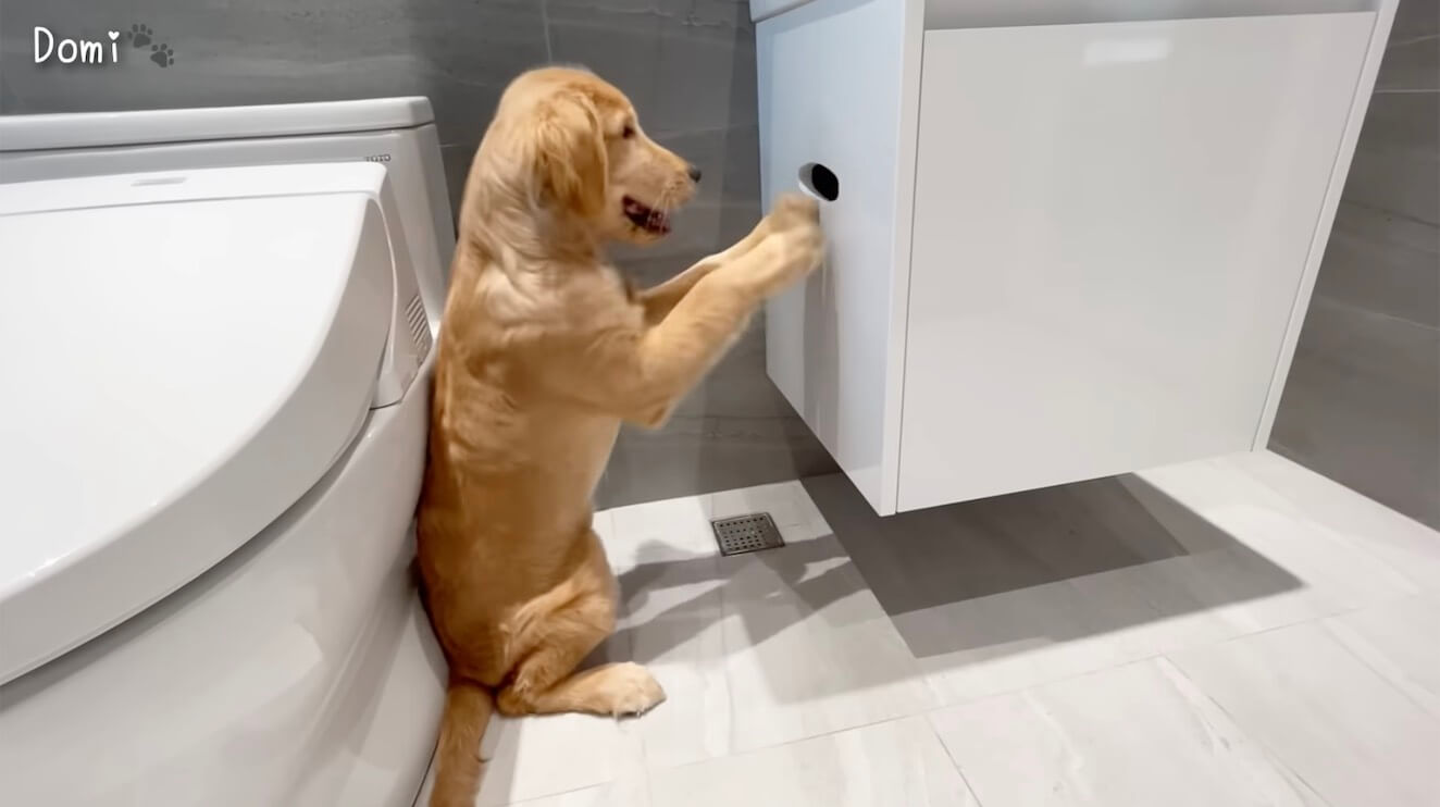 ゴールデンレトリーバー,動画