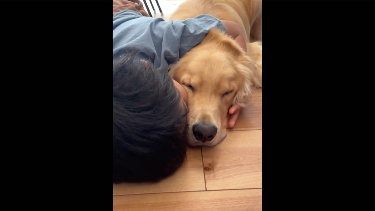 ゴールデンレトリーバー,動画