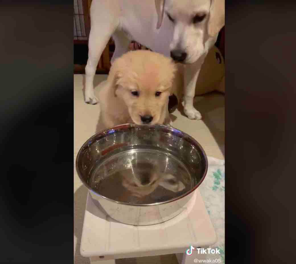 ラブラドールレトリーバー,動画