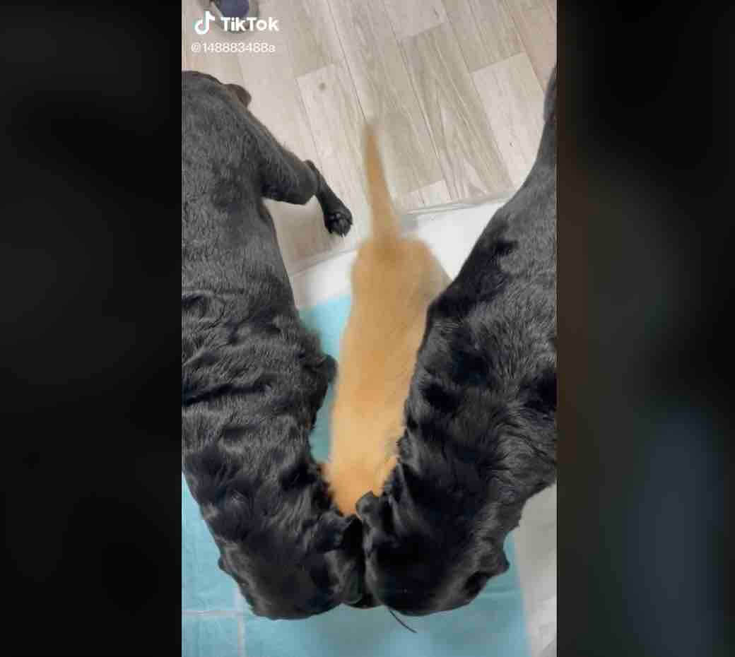 ラブラドールレトリーバー,動画