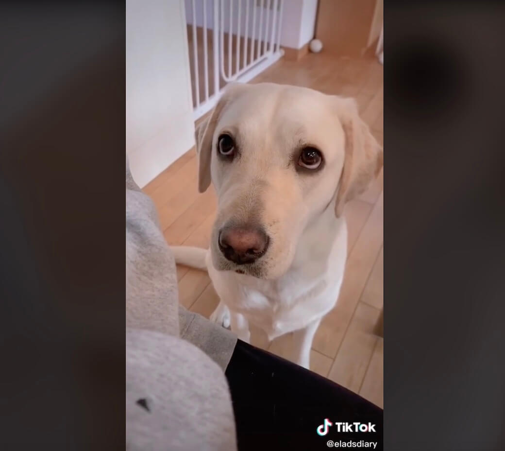 ラブラドールレトリーバー,動画