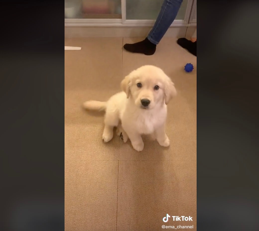 ゴールデンレトリーバー,動画