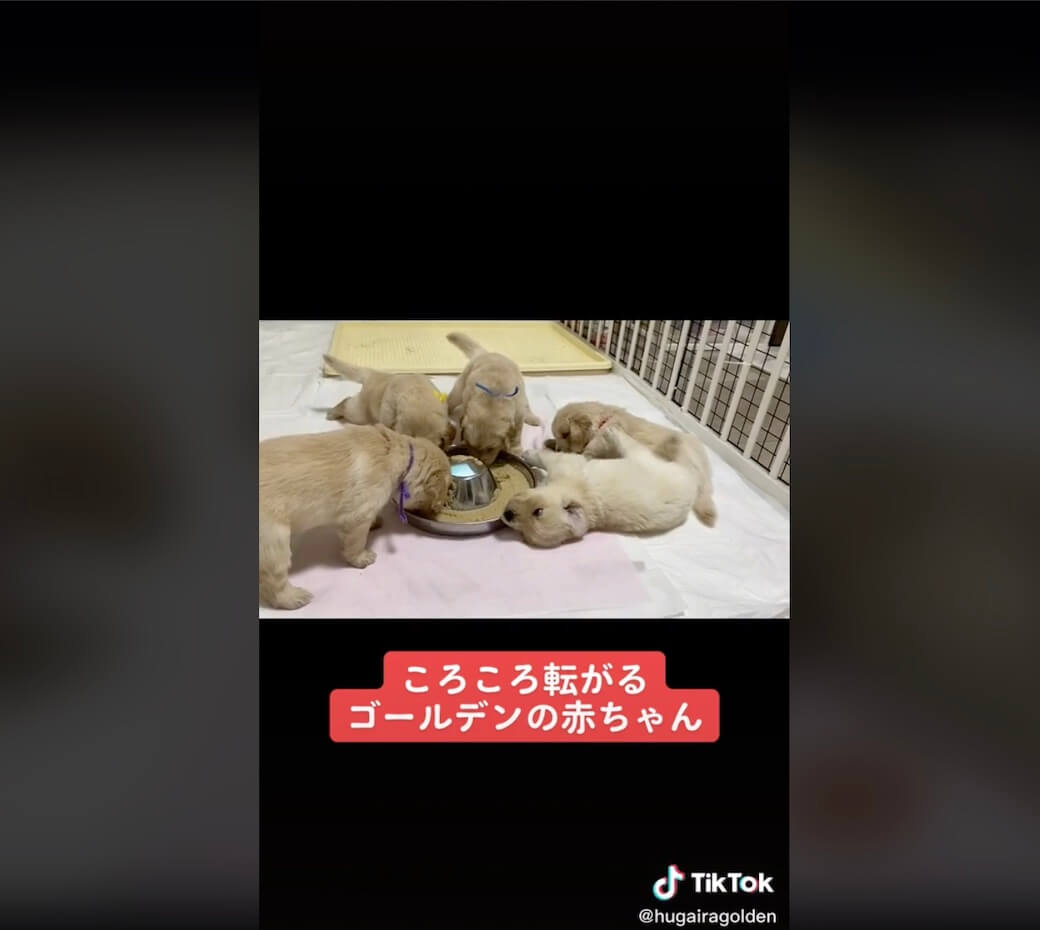 ゴールデンレトリーバー,動画