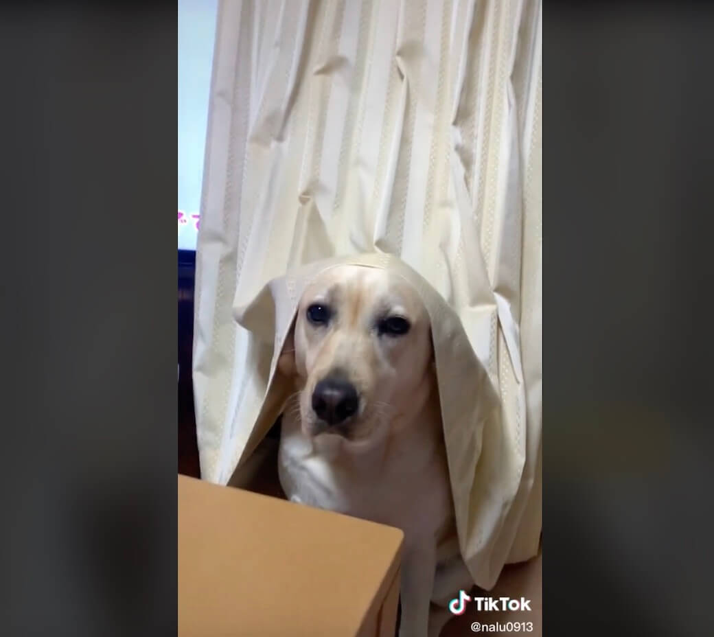 ラブラドールレトリーバー,動画