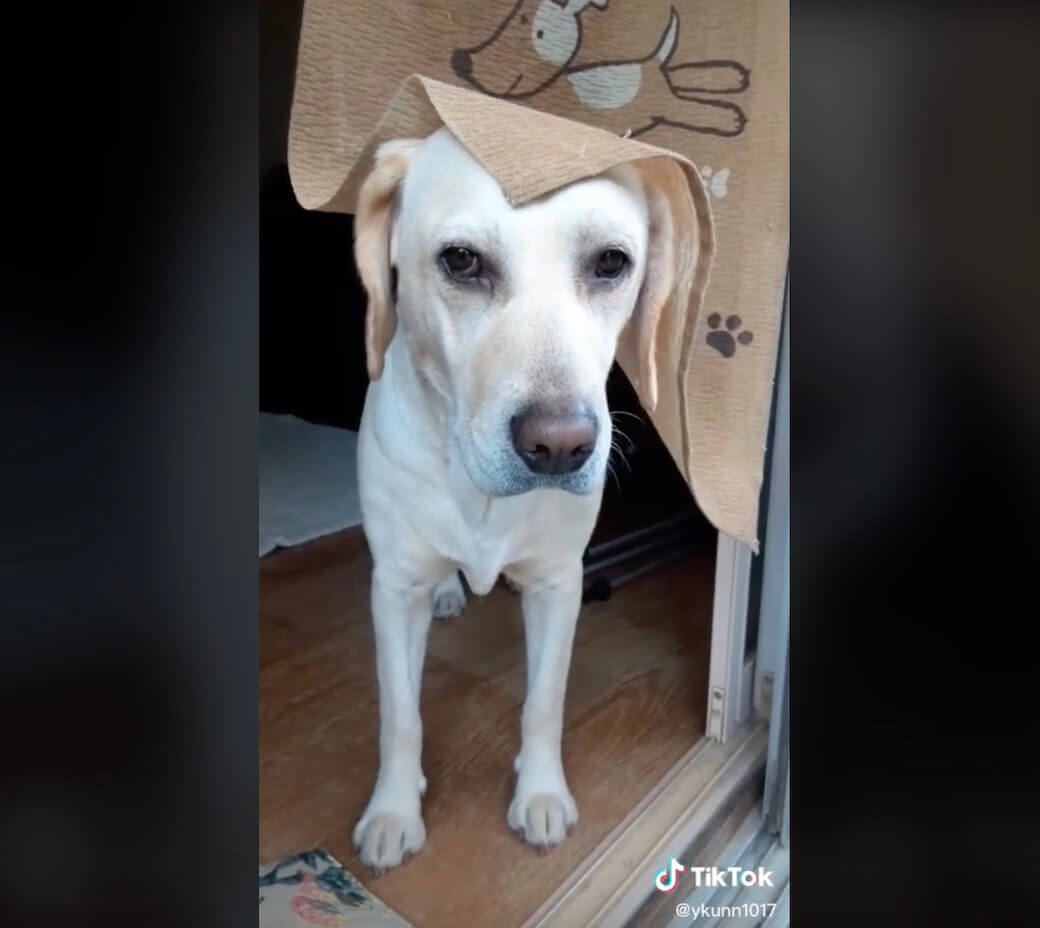 ラブラドールレトリーバー,動画