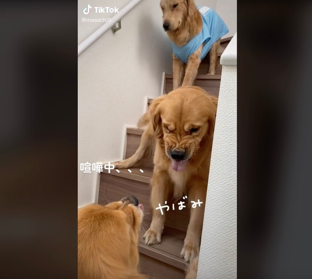 ゴールデンレトリーバー,動画
