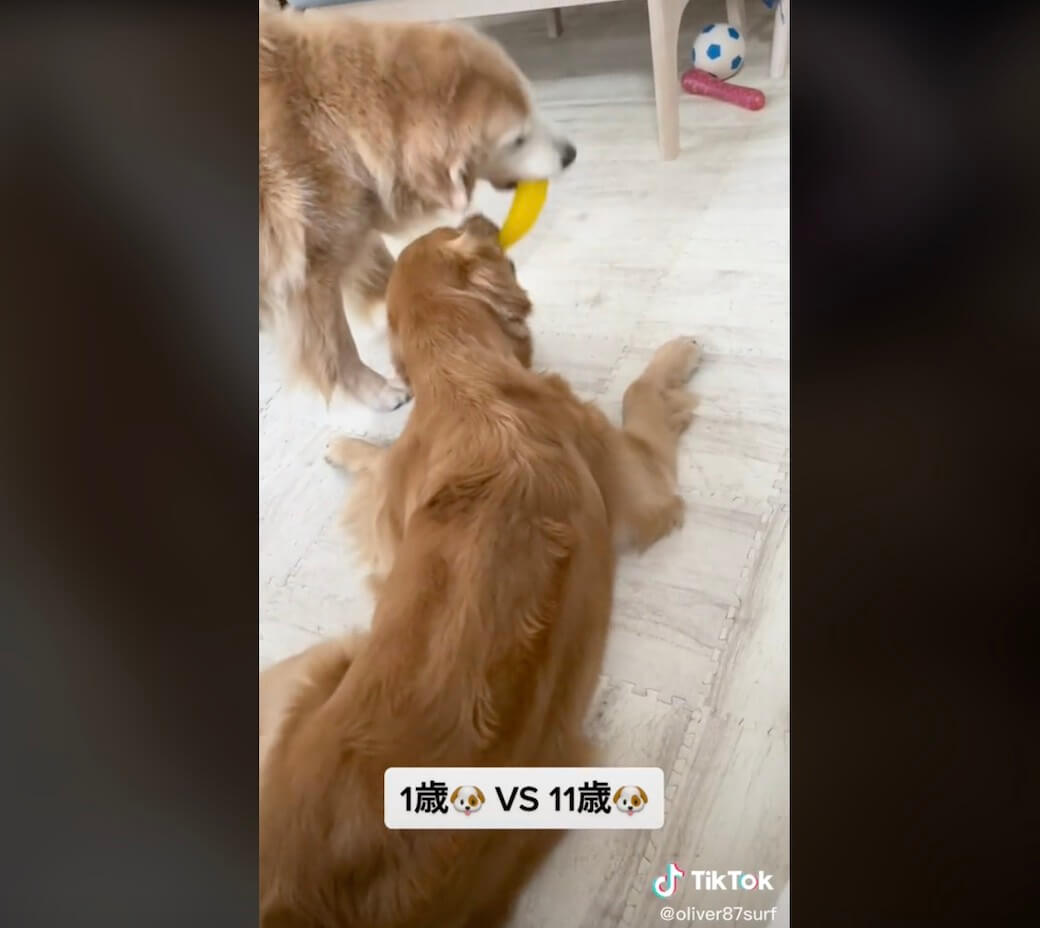 ゴールデンレトリーバー,動画