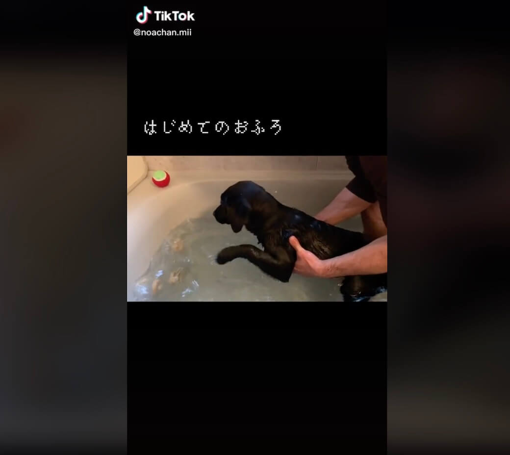 ラブラドールレトリーバー,動画