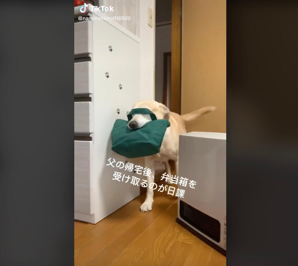 ラブラドールレトリーバー,動画