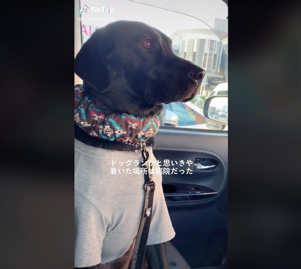 ラブラドールレトリーバー,動画