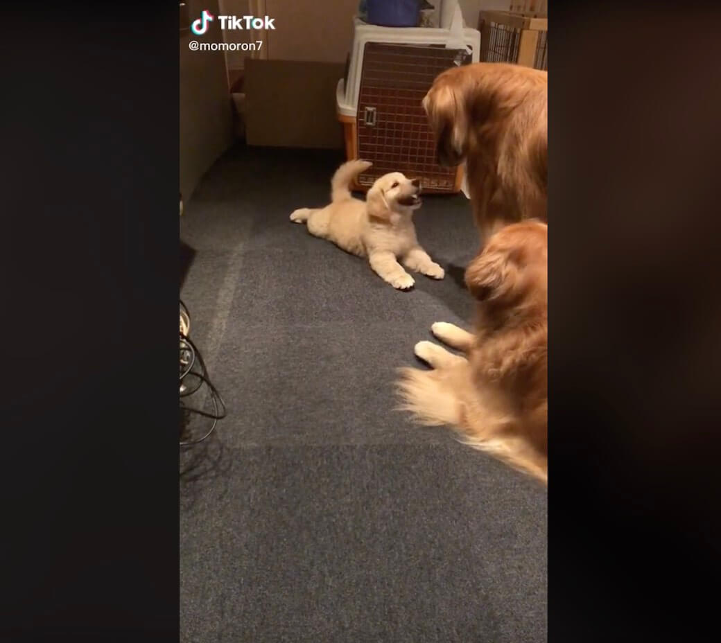 ゴールデンレトリーバー,動画