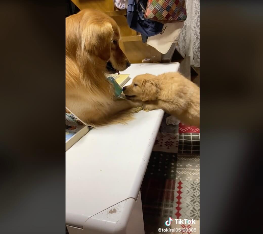 ゴールデンレトリーバー,動画