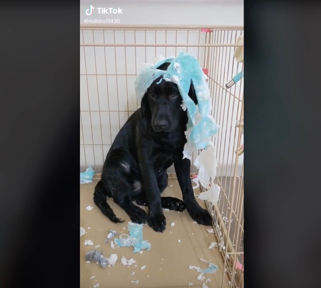 ラブラドールレトリーバー,動画