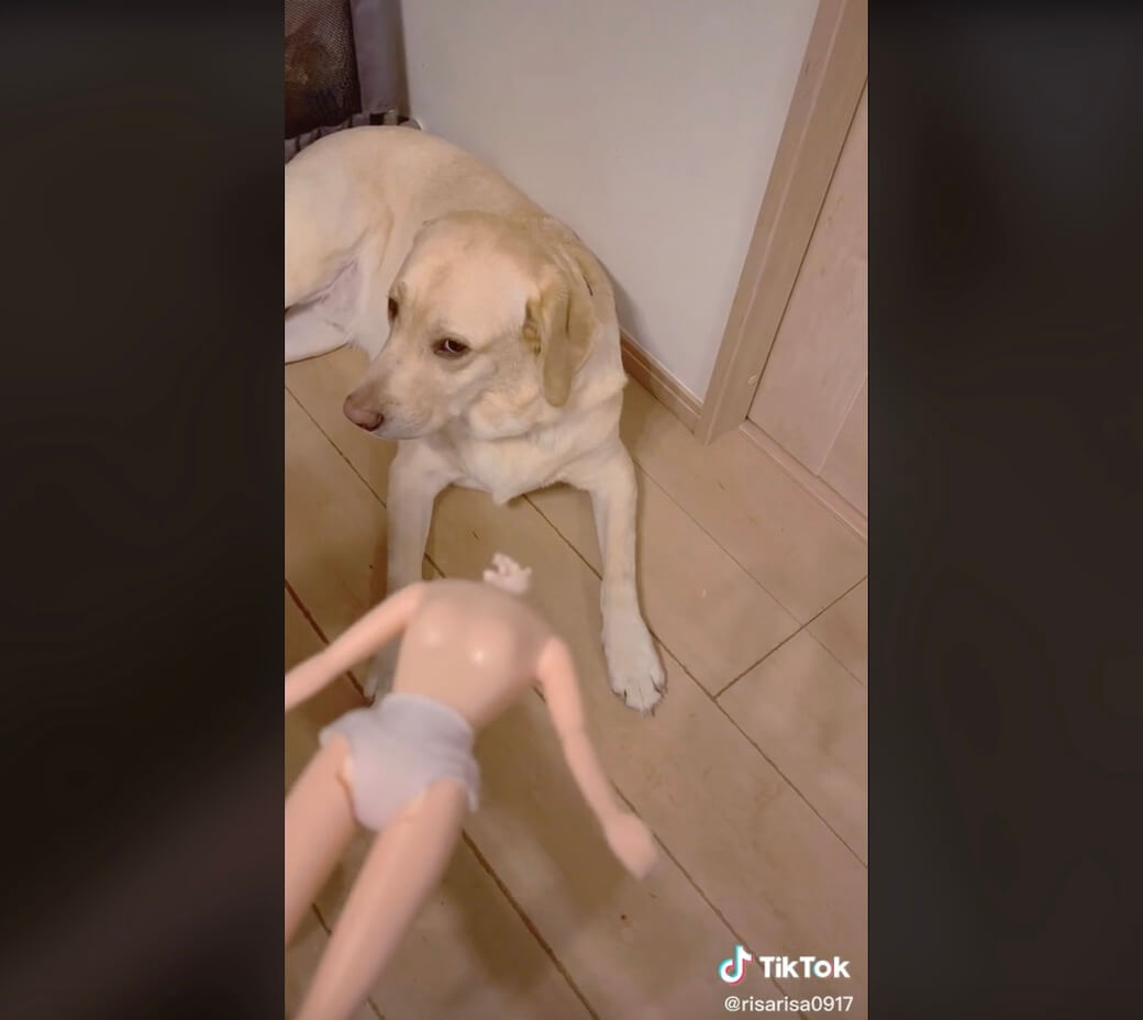 ラブラドールレトリーバー,動画