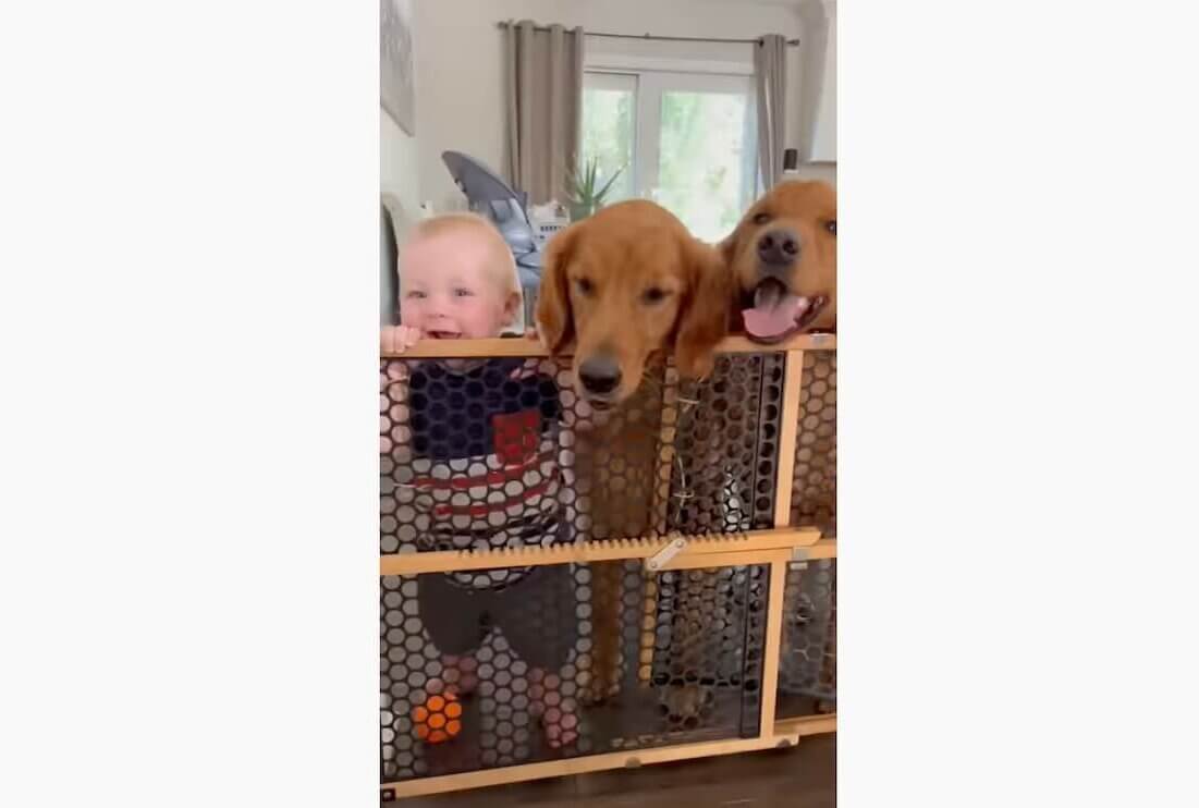 ゴールデンレトリーバー,動画