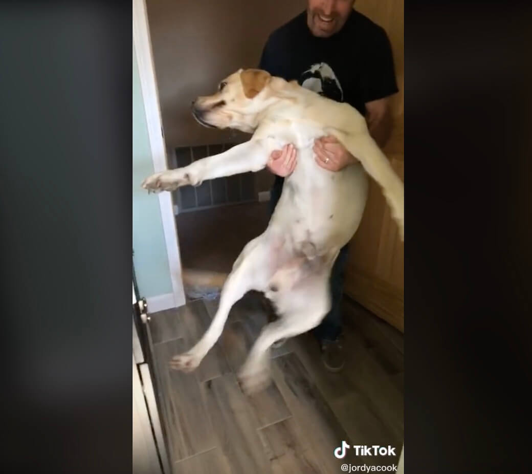 ラブラドールレトリーバー,動画