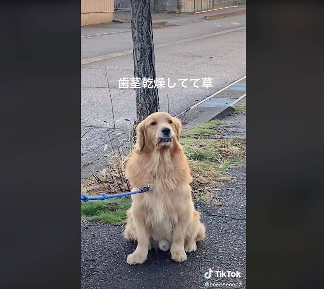 ゴールデンレトリーバー,動画