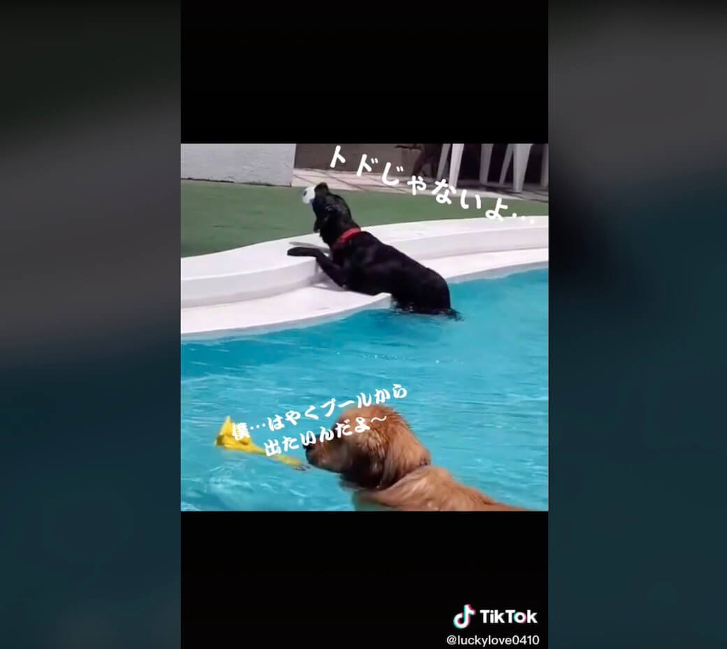 ラブラドールレトリーバー,動画