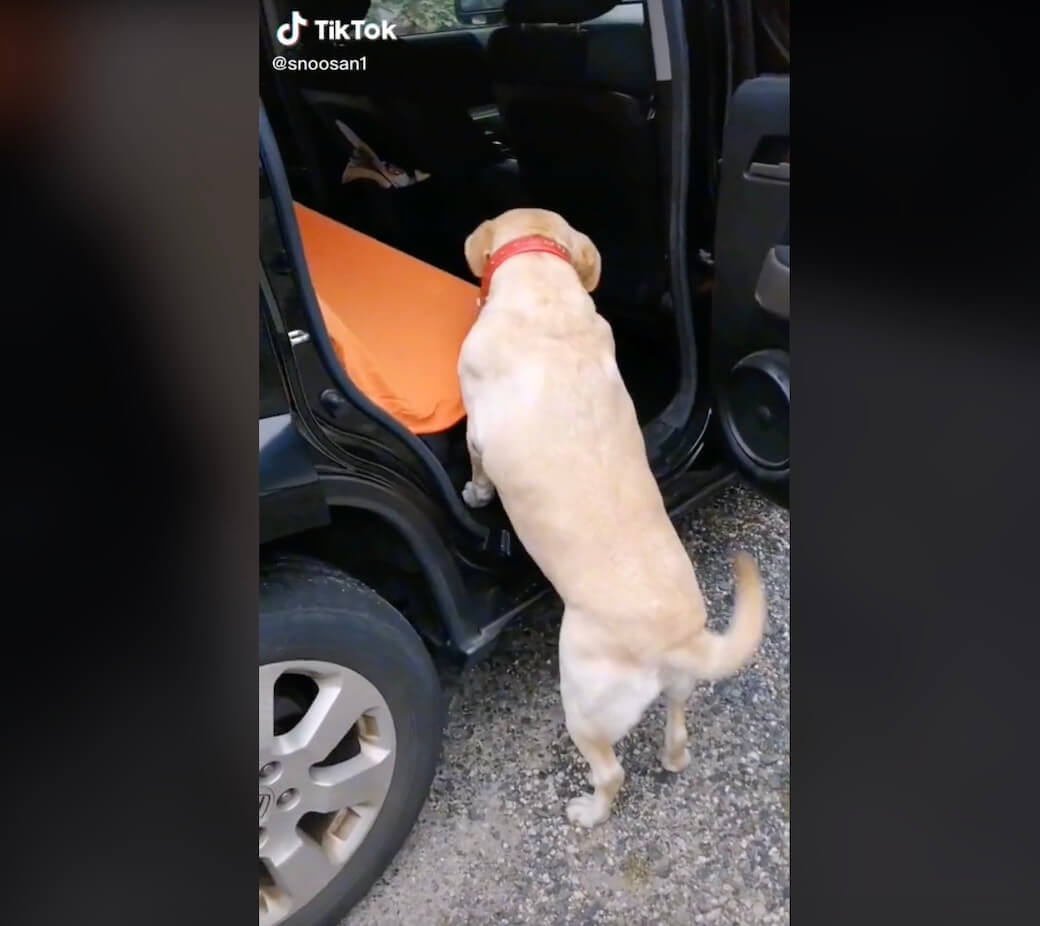 ラブラドールレトリーバー,動画