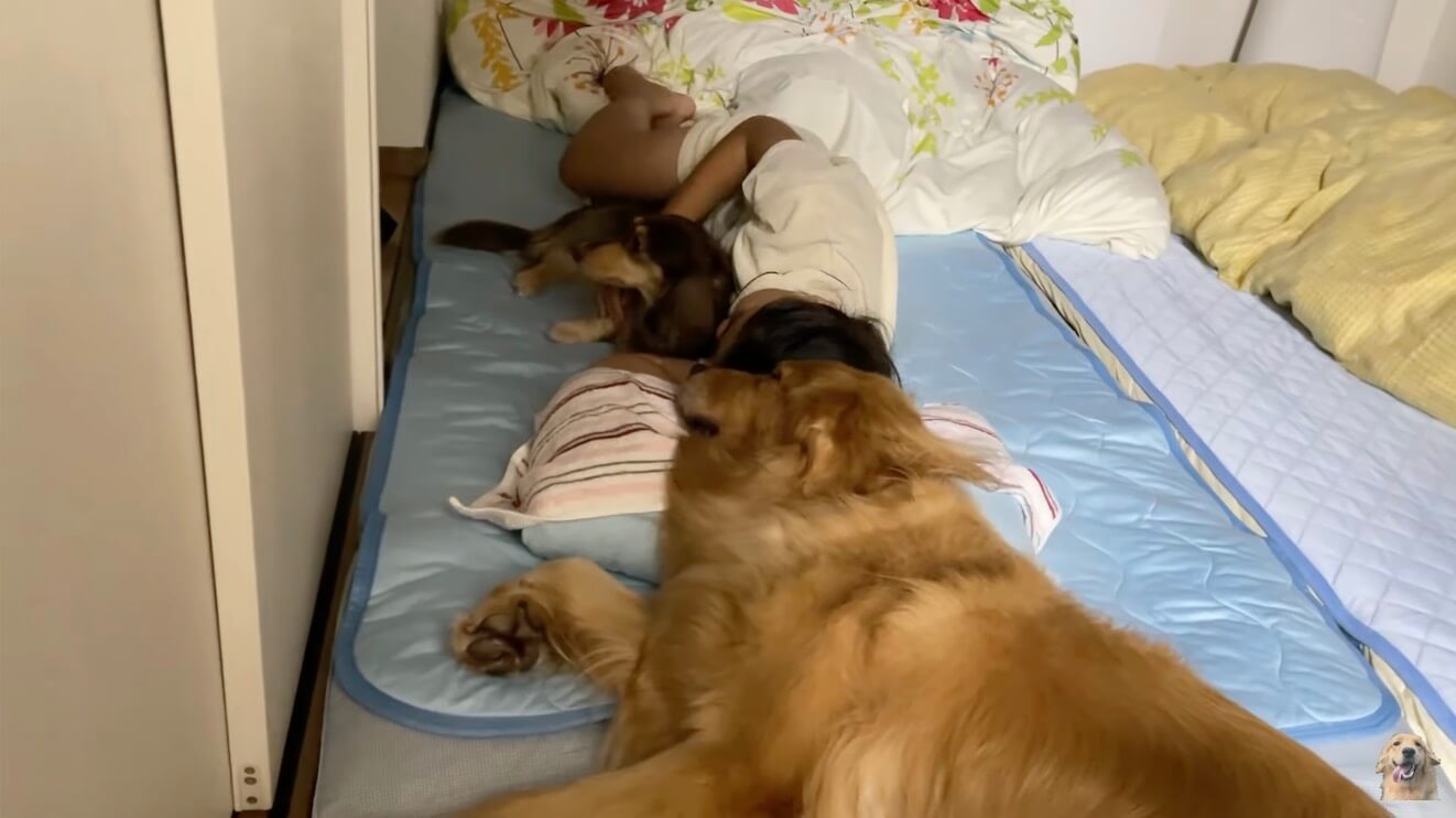 ゴールデンレトリーバー,動画