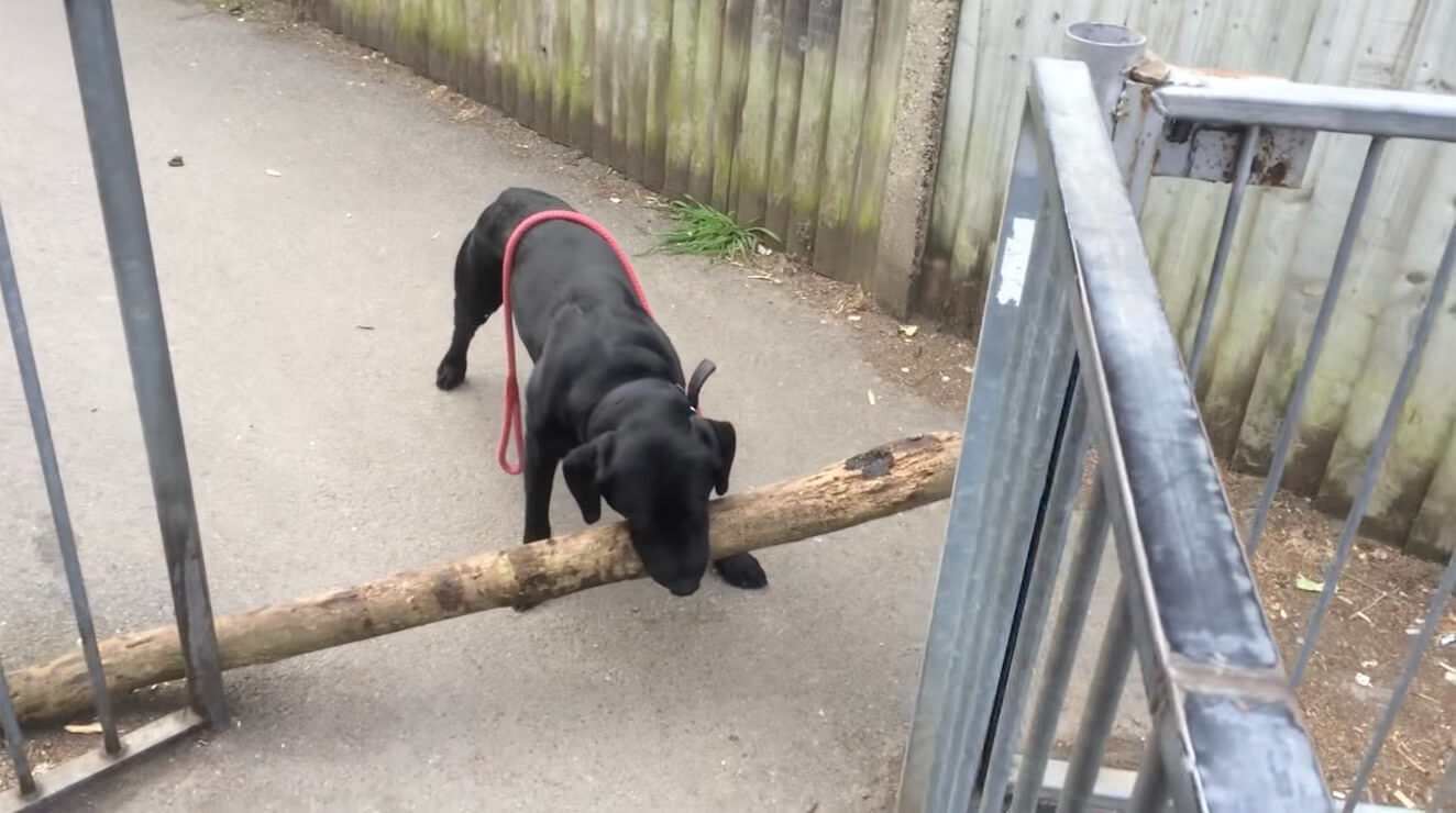 ラブラドールレトリーバー,動画