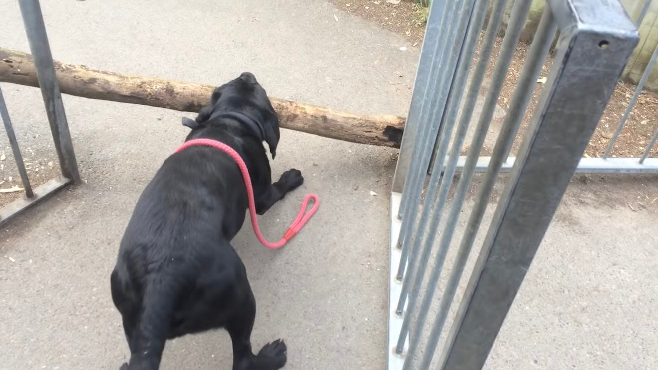 ラブラドールレトリーバー,動画