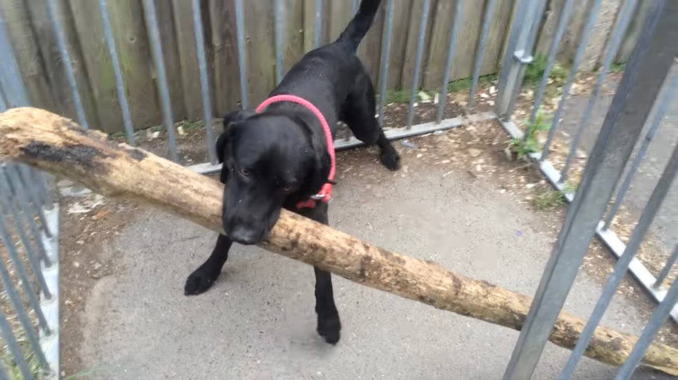 ラブラドールレトリーバー,動画